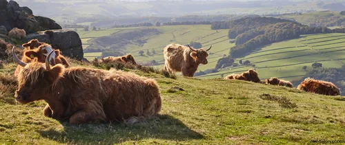 This landscape photograph shows a group of Highland cattle resting and grazing on a grassy slope in the Peak District, Derbyshire, United Kingdom. Taken during the early afternoon in autumn, the image features the distinctive reddish-brown cows and showcases the natural rural scenery characteristic of this region. The vantage point includes sweeping views of the surrounding valley and farmlands, with fields divided by stone walls and patches of woodland visible, all bathed in the soft autumn sunlight. Curbar Edge, a well-known rocky escarpment in the Peak District, can be seen in the left part of the image, adding context to the location. The photograph highlights the interaction between animals and nature in a quintessentially British rural setting.
